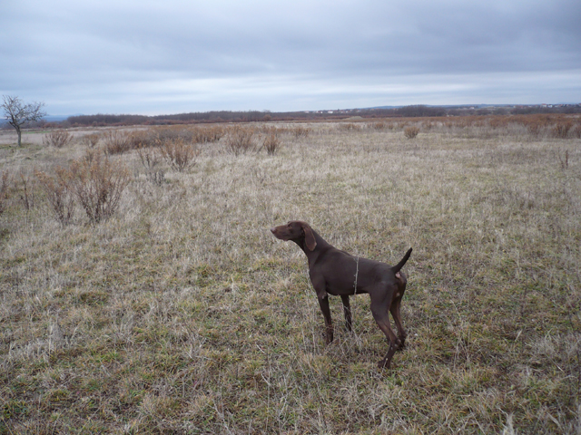 Publication : du Clos de Reve d'Or Auteur : AROLDI STEFANO