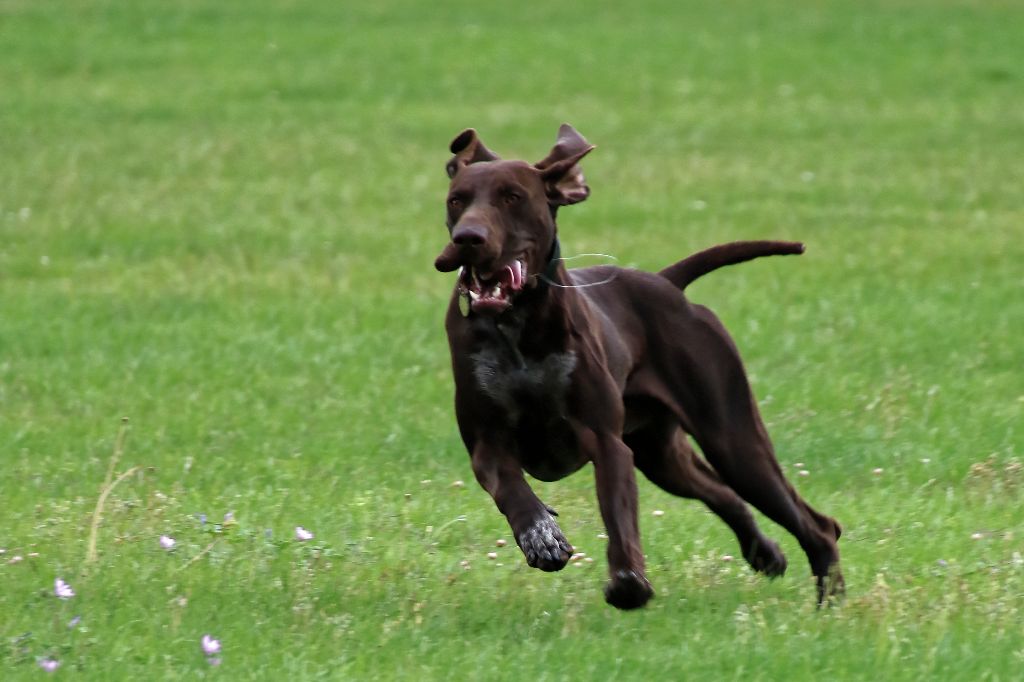 Magnum Du Serre De Lagarde