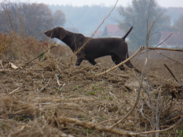 Publication : du Clos de Reve d'Or Auteur : AROLDI STEFANO