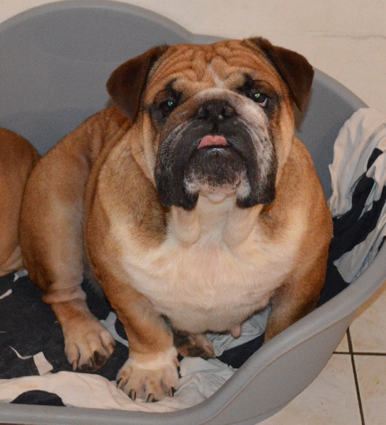 Publication : Bulls Save The Queen