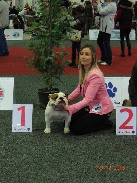 CH. Jackie brown Bulls Save The Queen - 1 ere excellent cl. jeune /Best junior/Best Bitch/BOS/ qualifié Crufts 2016
