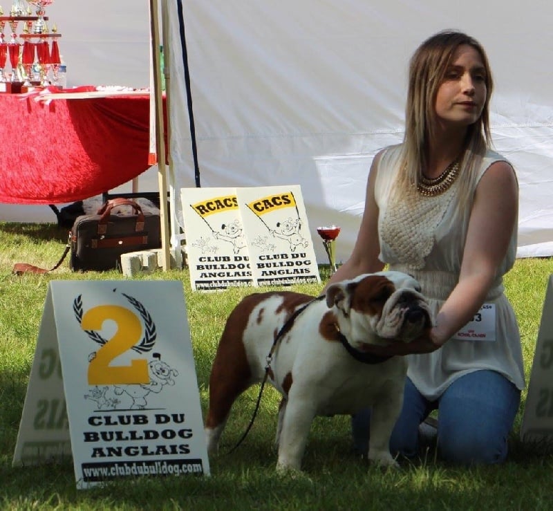 CH. Jackie brown Bulls Save The Queen - 2 eme excellent classe inter 23 entrees