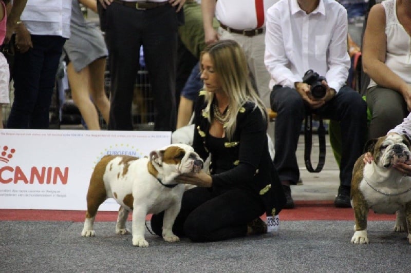 CH. Jackie brown Bulls Save The Queen - 3 eme excellent classe ouverte (26 entrées)