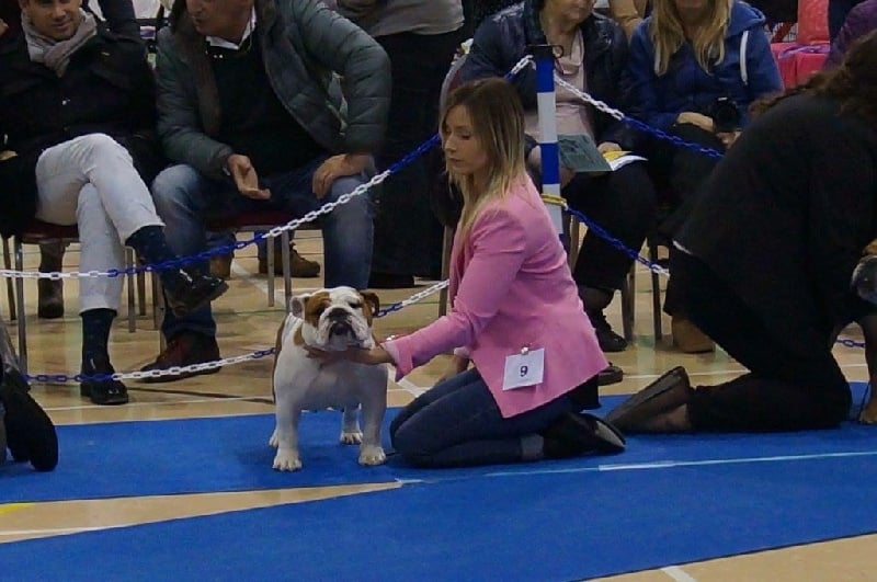 CH. Jackie brown Bulls Save The Queen - 5 eme place VHC (14 entrees)