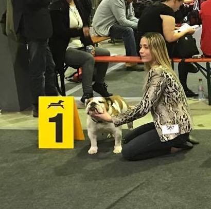 CH. Jackie brown Bulls Save The Queen - 1ere excellente classe ouverte / CACL