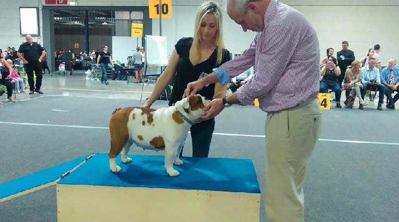 CH. Jackie brown Bulls Save The Queen - 3 eme excellent (11 entrees)