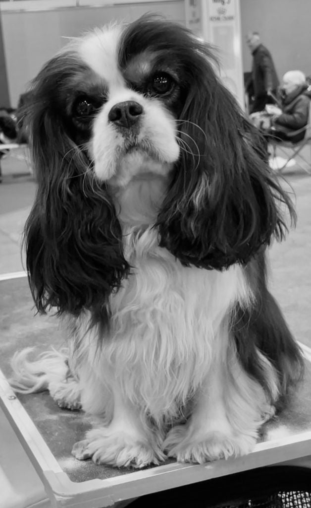 Ultimate fairy De la fieffe au songeur