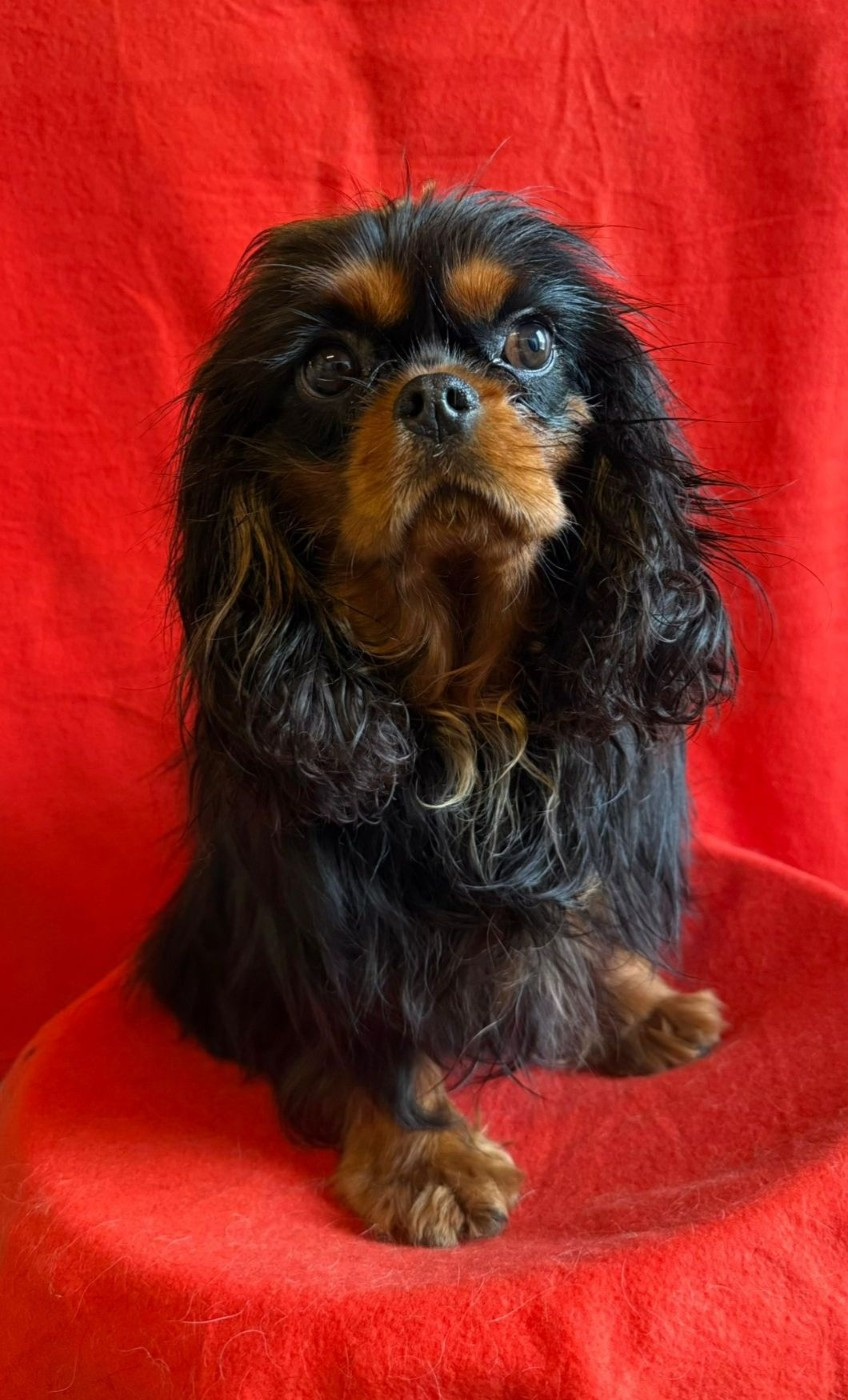 Publication : Du Souvenir Des Dicks