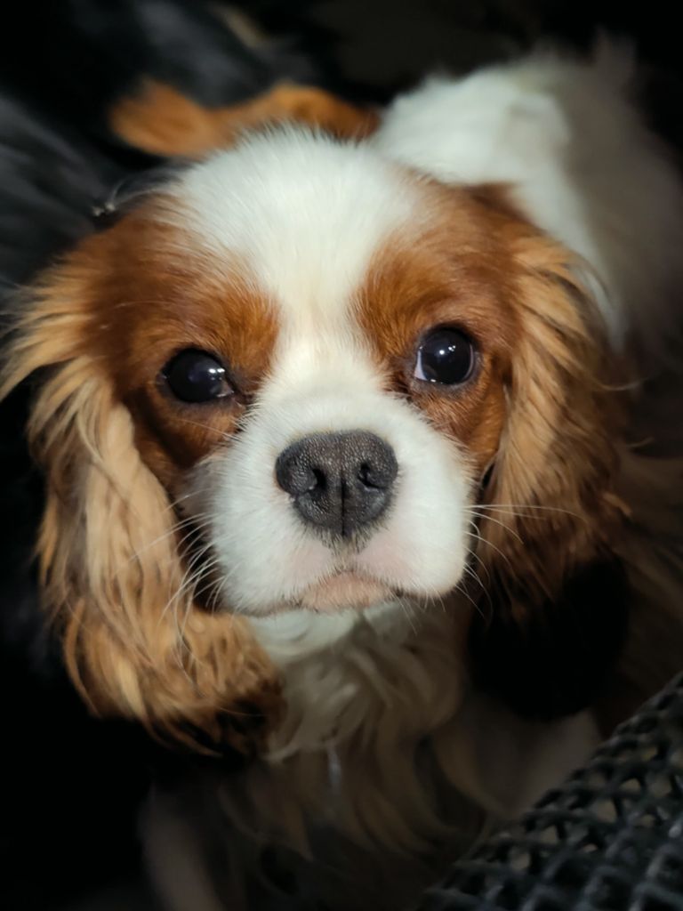 Velours Du Souvenir Des Dicks