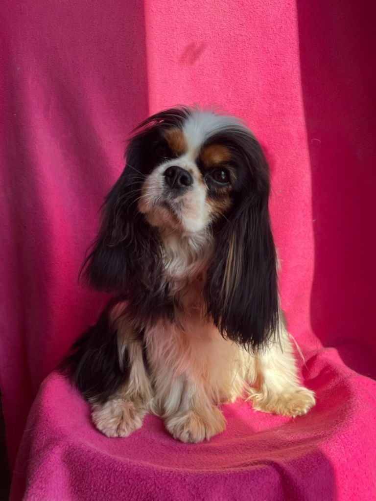 Ultimate fairy De la fieffe au songeur