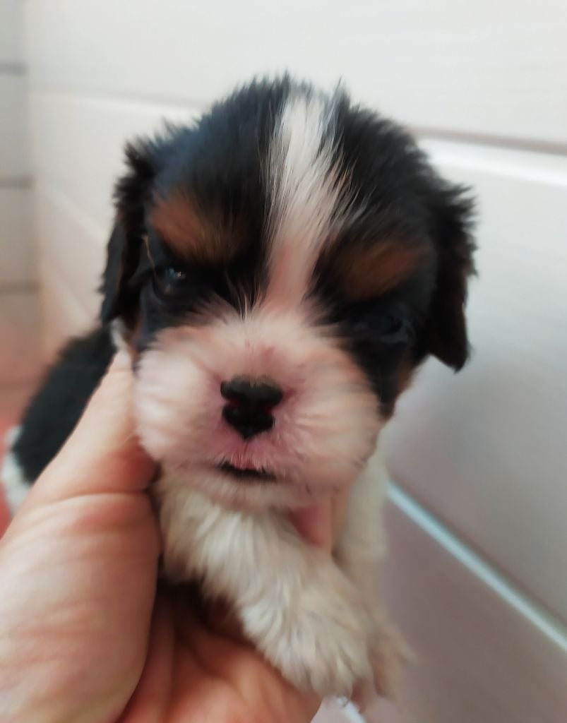 Chien De Petite Taille à Adopter Gratuitement Près De Vence