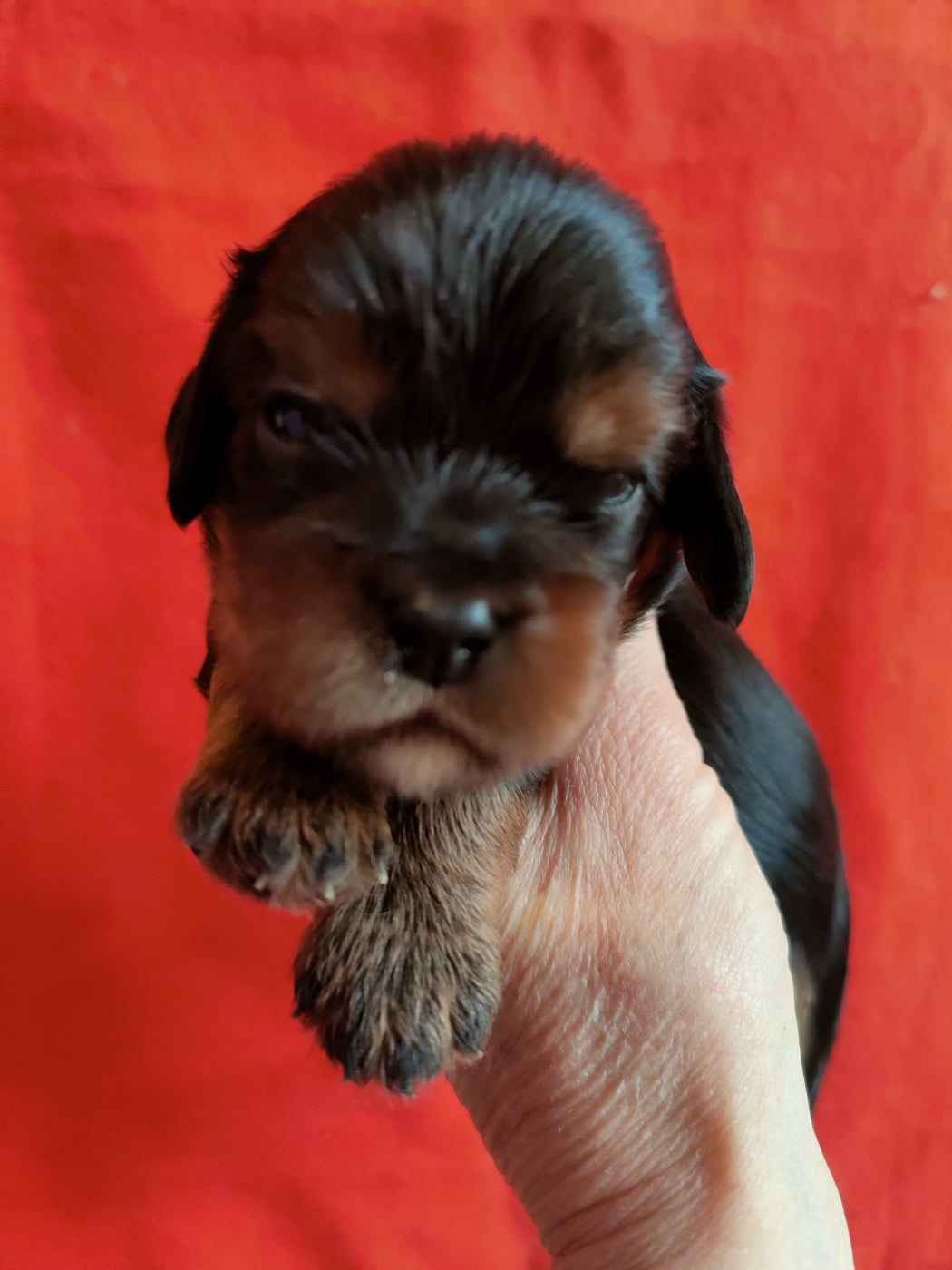 Chiot N°1 - Cavalier King Charles Spaniel