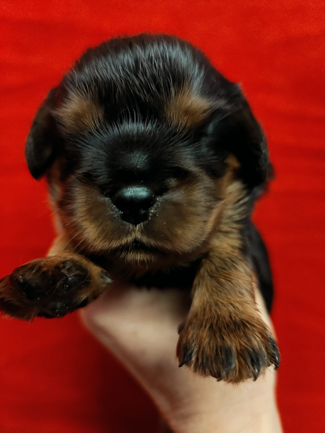 Chiot N°1 - Cavalier King Charles Spaniel