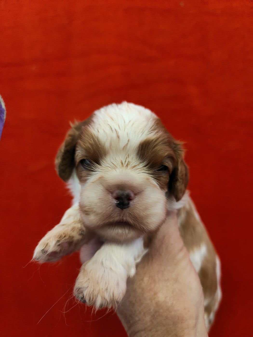 Joli male Blenheim - Cavalier King Charles Spaniel