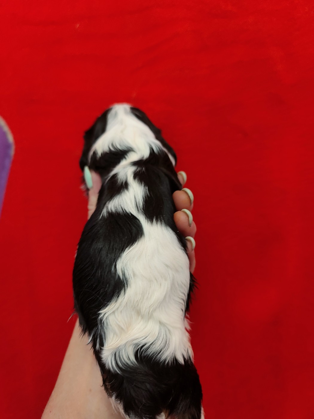 Jolie femelle tricolore