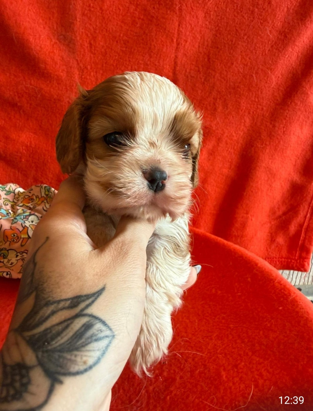 Joli male Blenheim