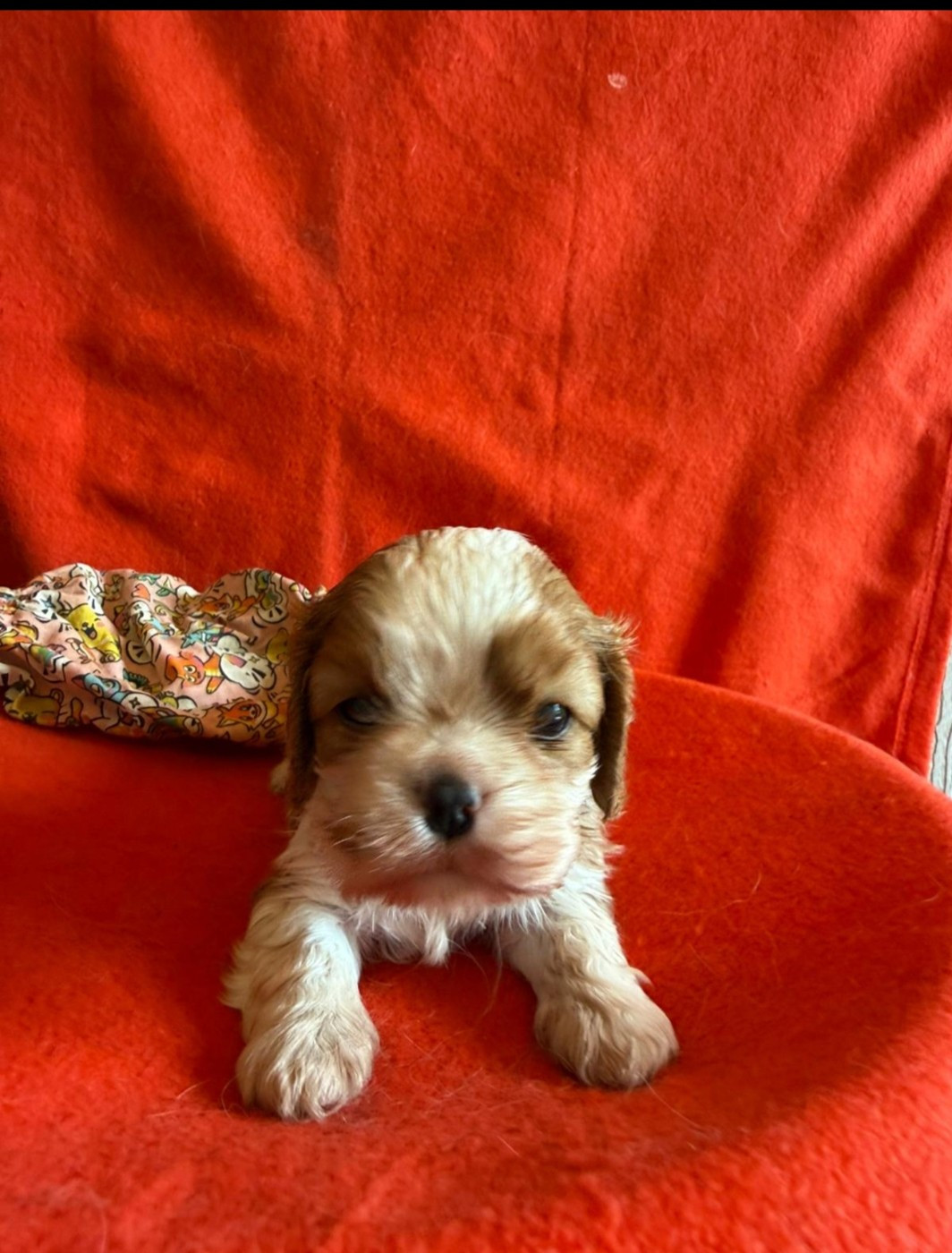 Joli male Blenheim