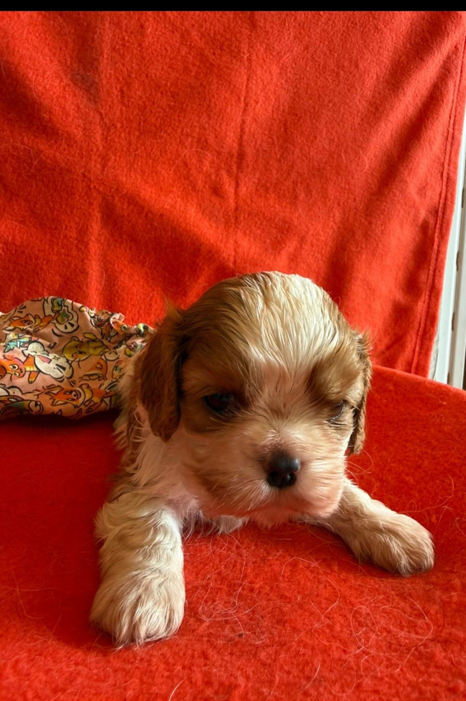 Joli male Blenheim