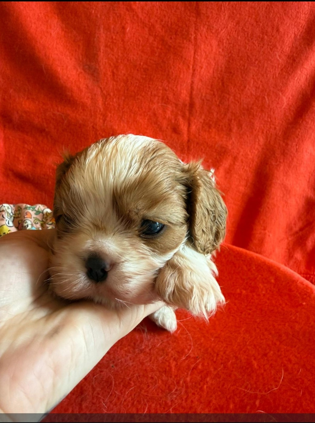 Joli male Blenheim