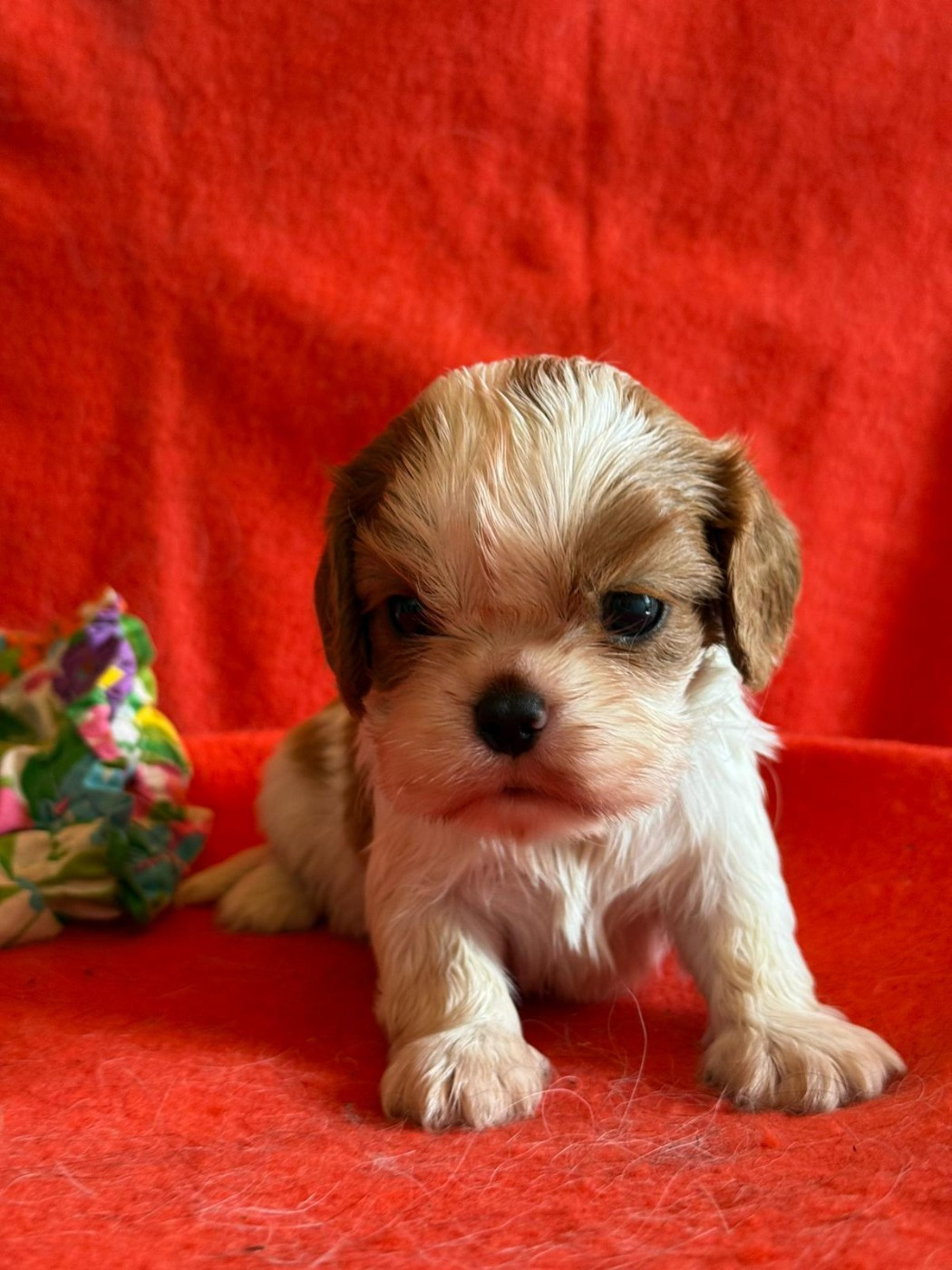 Chiot N°4