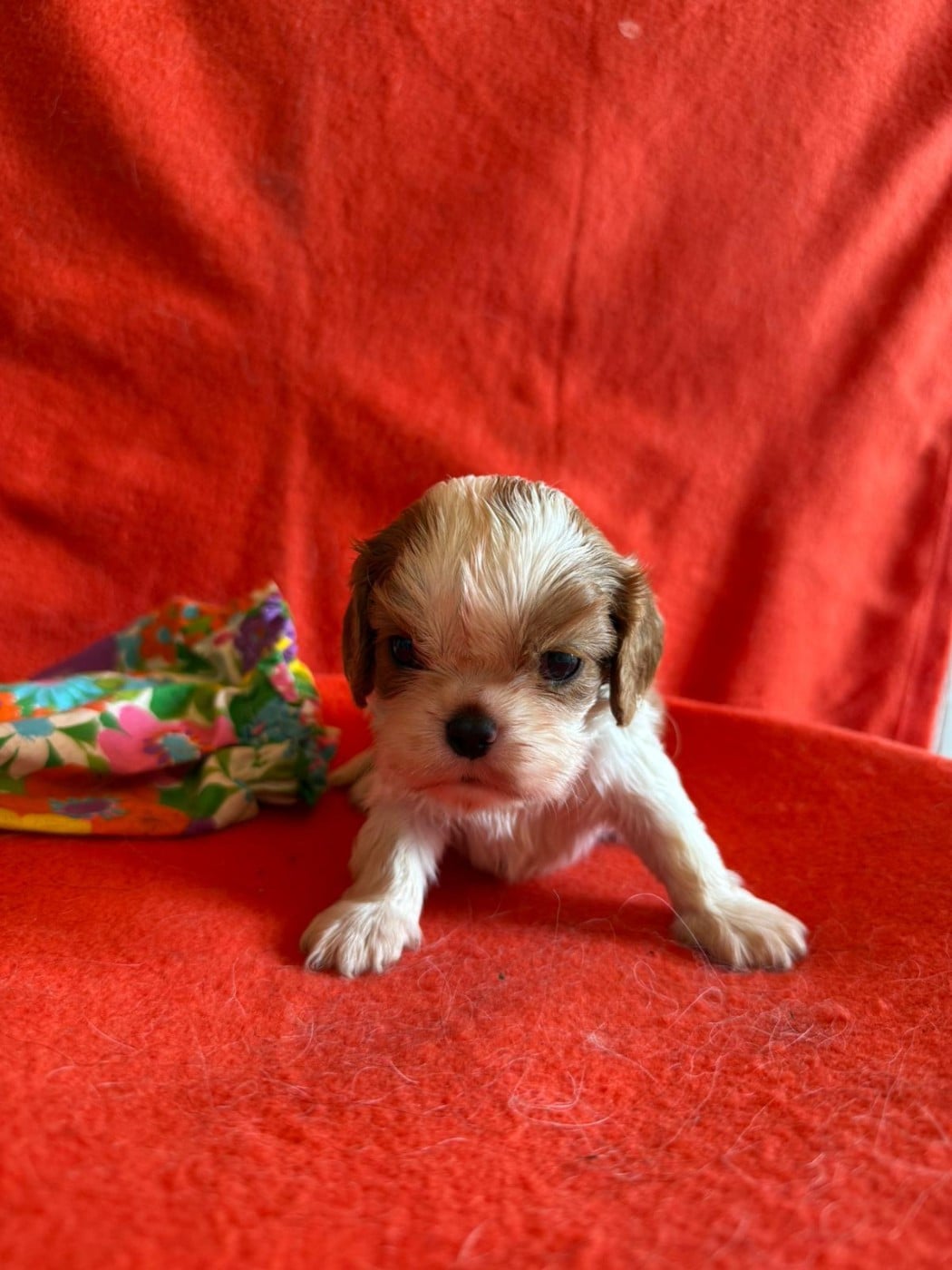 Chiot N°4