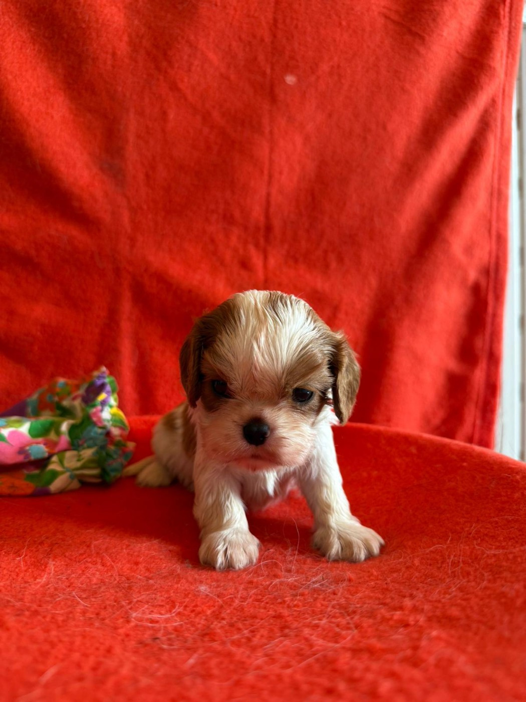 Chiot N°4