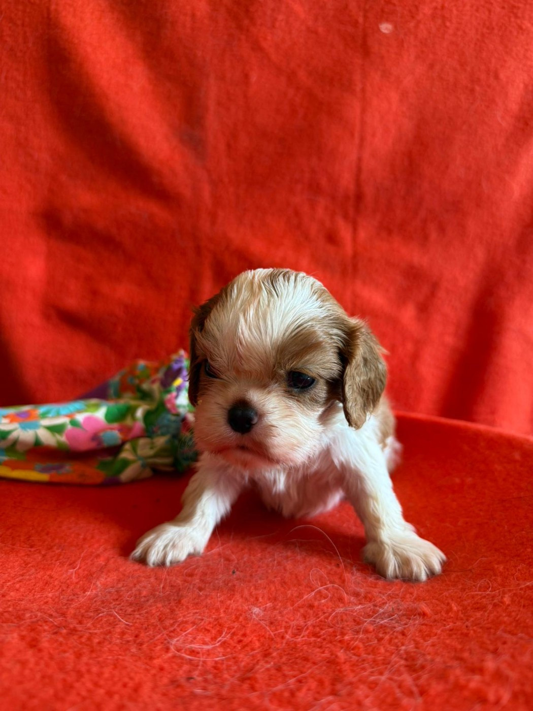 Chiot N°4