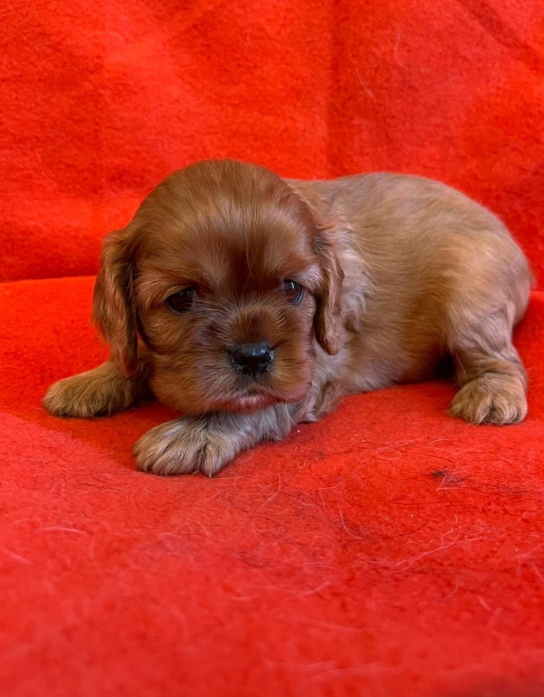 Chiot N°2