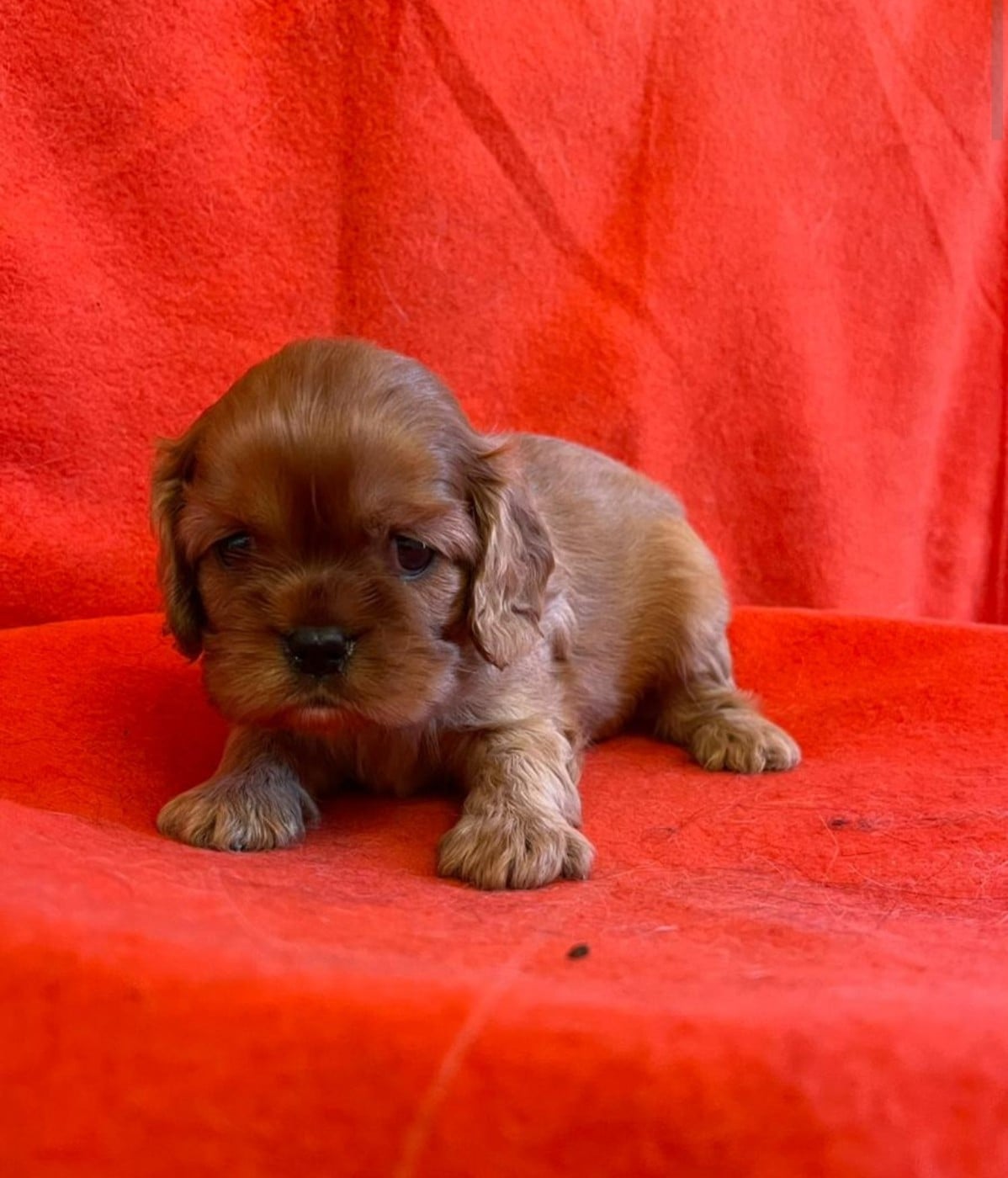 Chiot N°2