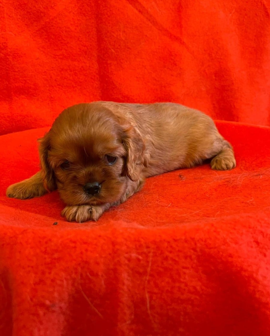 Chiot N°2