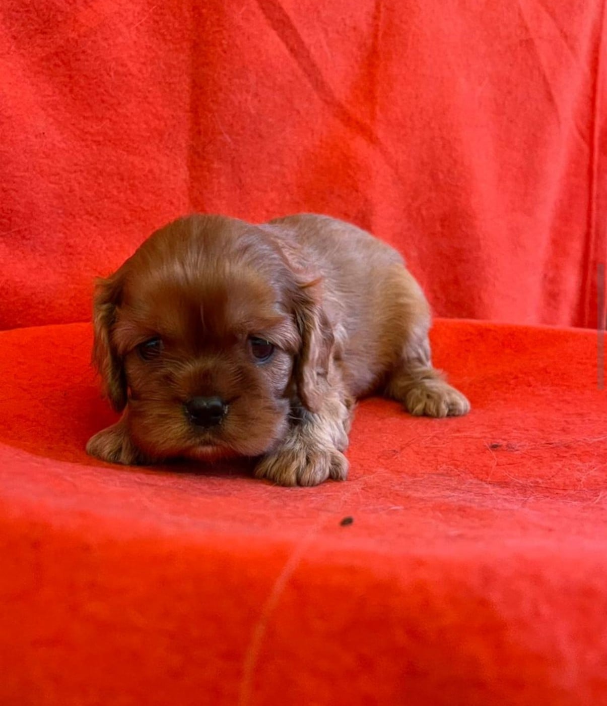 Chiot N°2