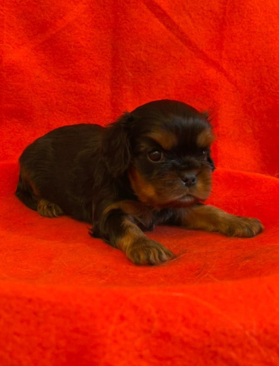 Chiot N°1