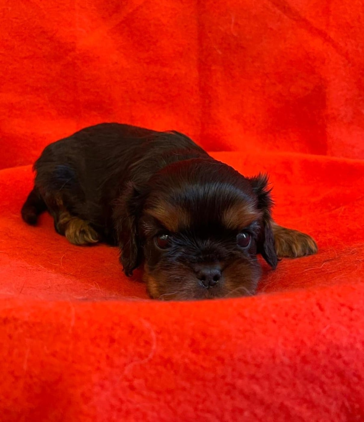 Chiot N°1