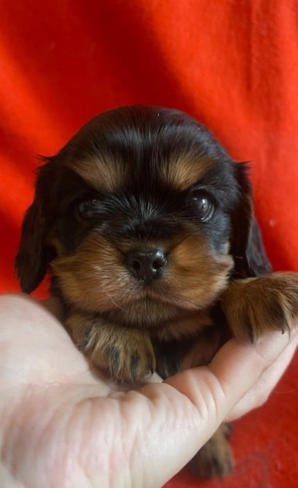 Chiot N°2