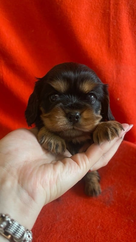 Chiot N°2