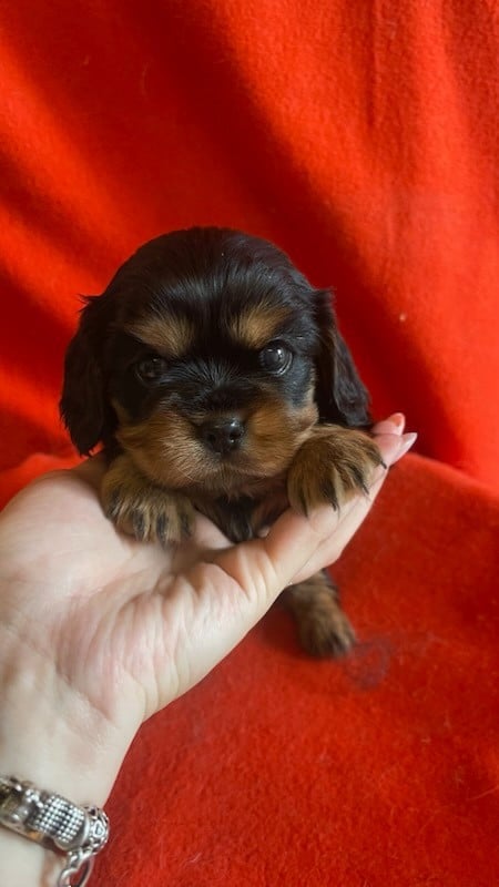 Chiot N°2