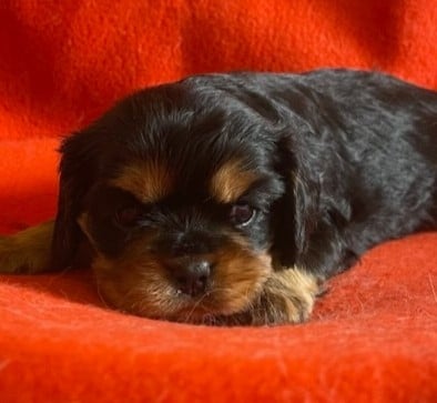 Chiot N°3