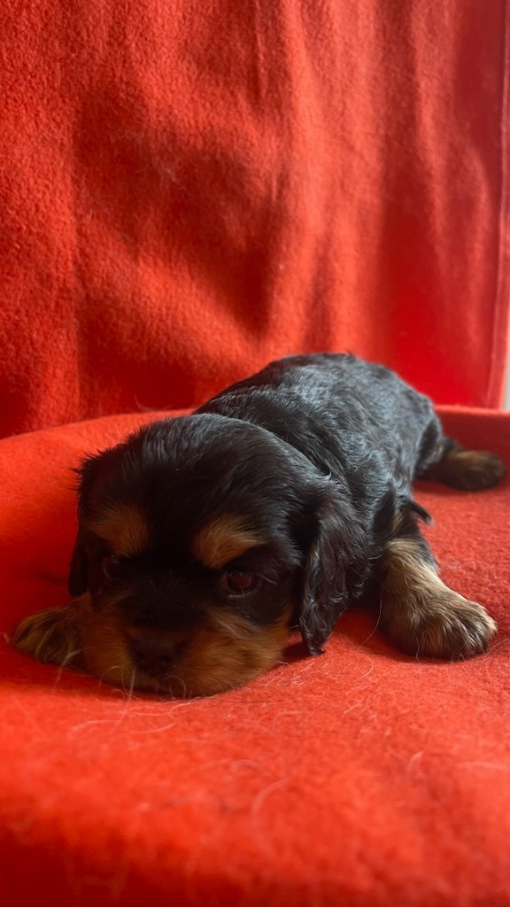 Chiot N°3