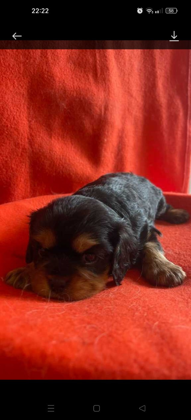 Chiot N°3