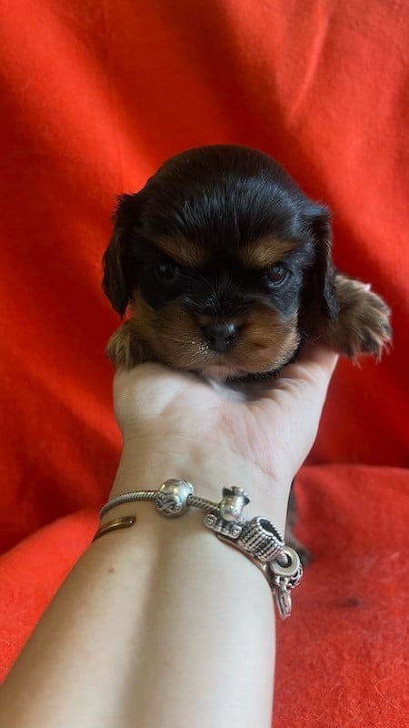Chiot N°1