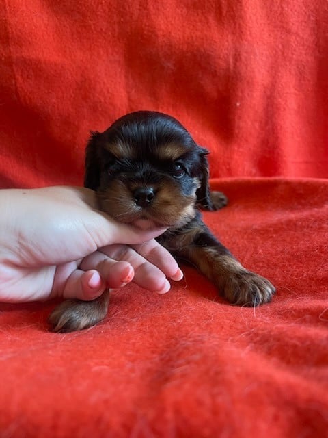 Chiot N°1
