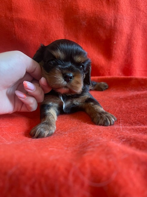 Chiot N°1