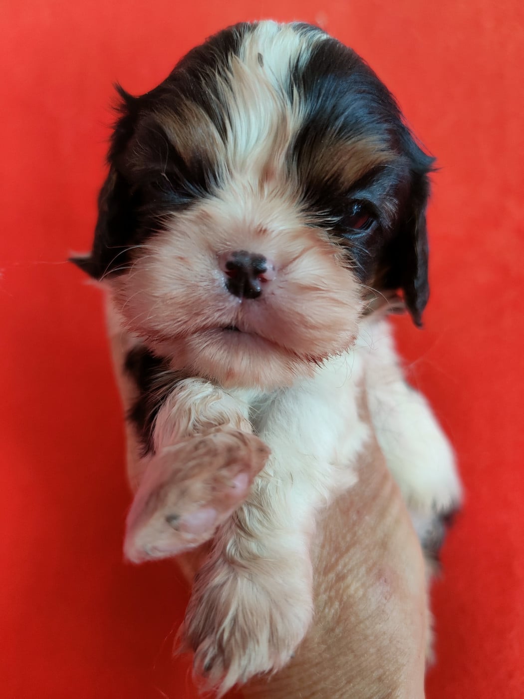Chiot N°2 - Cavalier King Charles Spaniel