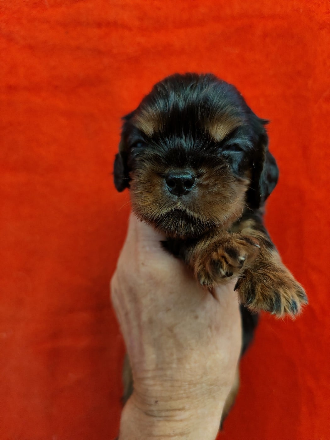 B....