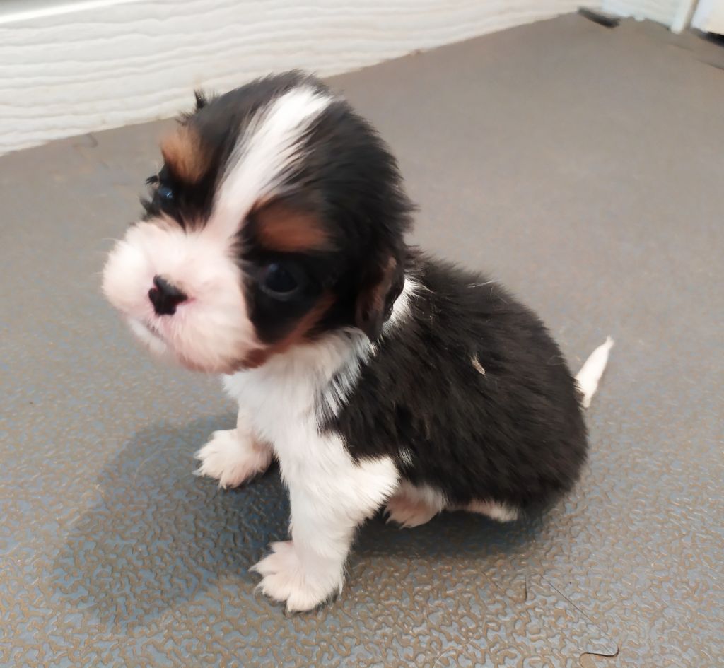 Chien De Petite Taille à Adopter Gratuitement Près De Vence