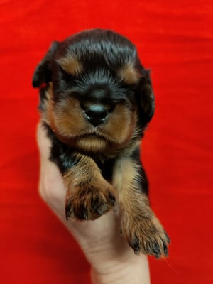 Les chiots de Cavalier King Charles Spaniel