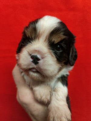 Les chiots de Cavalier King Charles Spaniel