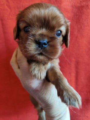 Les chiots de Cavalier King Charles Spaniel