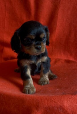 Les chiots de Cavalier King Charles Spaniel