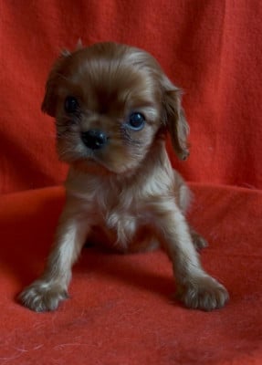 Les chiots de Cavalier King Charles Spaniel